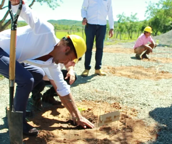 Plantacio╠ün de a╠ürboles Cantera Pirayu╠ü2