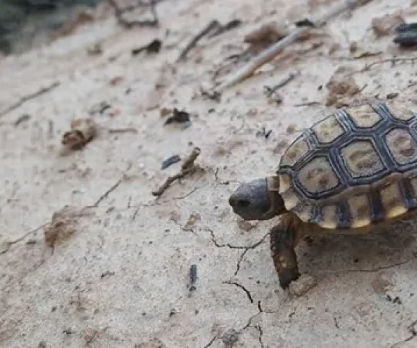 Preservacio╠ün de Fauna en zona de obras